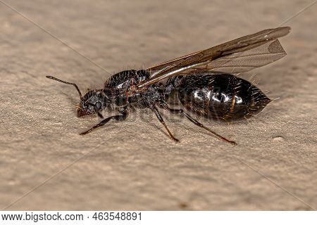 Adult Female Cocktail Ant Of The Genus Crematogaster