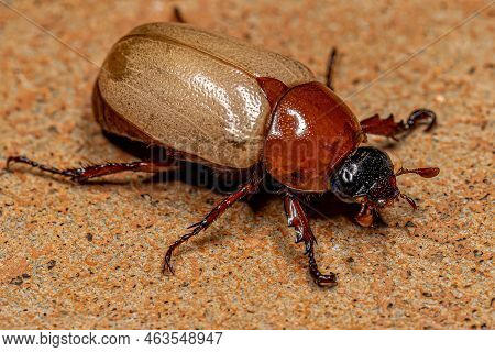 Adult Brown Scarab Of The Species Cyclocephala Melanocephala
