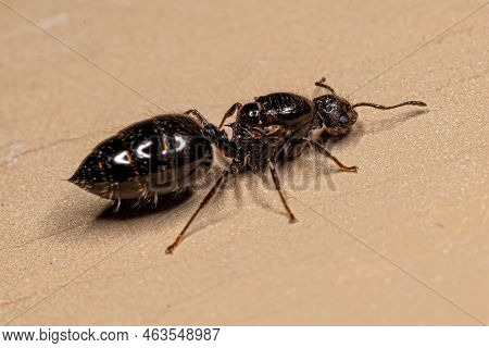 Adult Female Cocktail Ant Of The Genus Crematogaster