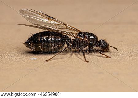 Adult Female Cocktail Ant Of The Genus Crematogaster