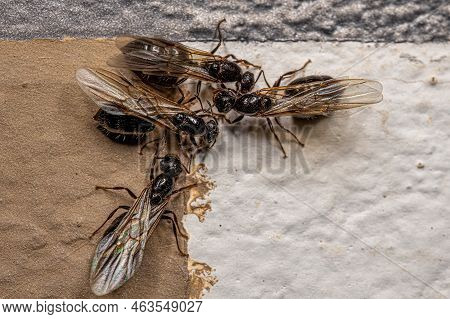 Adult Female Cocktail Ant Of The Genus Crematogaster