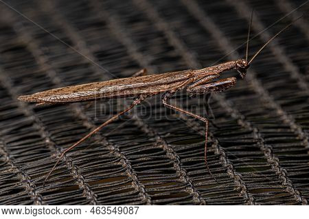 Adult Thespid Mantis Of The Family Thespidae