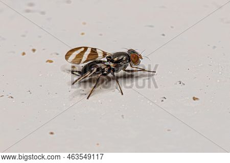 Adult Picture-winged Fly Of The Family Ulidiidae