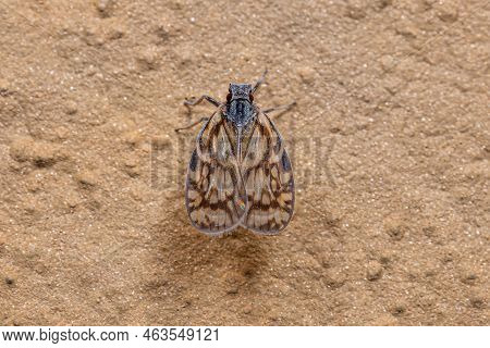 Adult Small Planthopper Of The Family Cixiidae