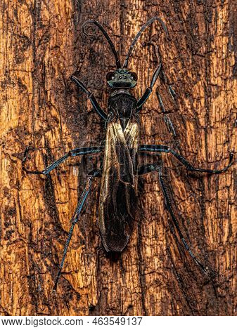 Adult Tarantula Hawk Wasp Of The Genus Pepsis