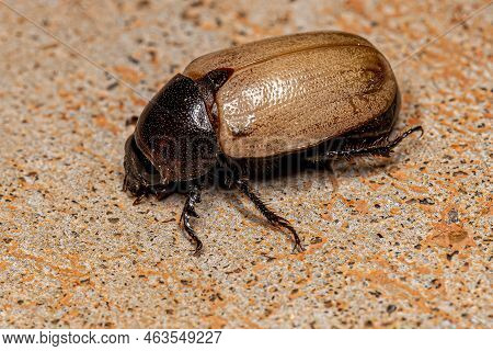 Adult Brown Scarab Of The Genus Cyclocephala