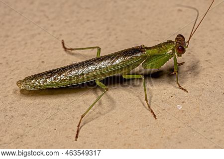 Adult Acontistid Mantis Of The Genus Metaphotina