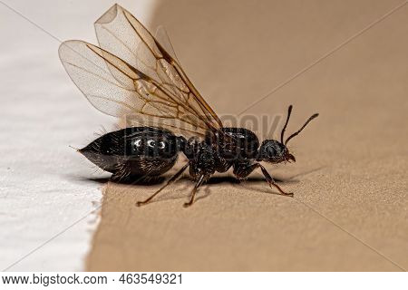 Adult Female Cocktail Ant Of The Genus Crematogaster