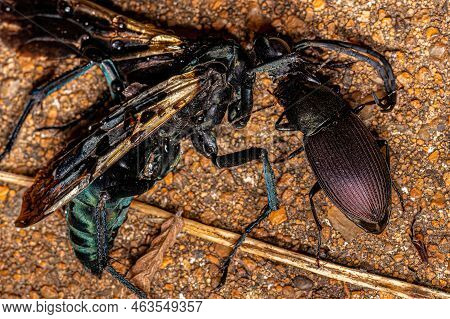 Adult Ground Beetle Of The Species Neoaulacoryssus Speciosus Eating A Dead Adult Tarantula-hawk Wasp