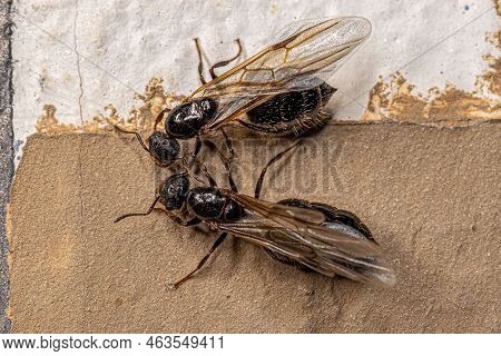 Adult Female Cocktail Ant Of The Genus Crematogaster
