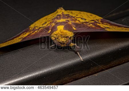 Adult Imperial Moth Of The Genus Eacles