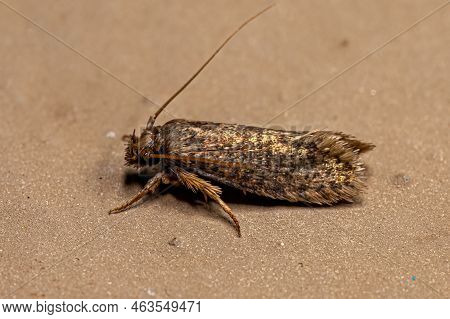 Adult Grass Tubeworm Moth Of The Family Tineidae