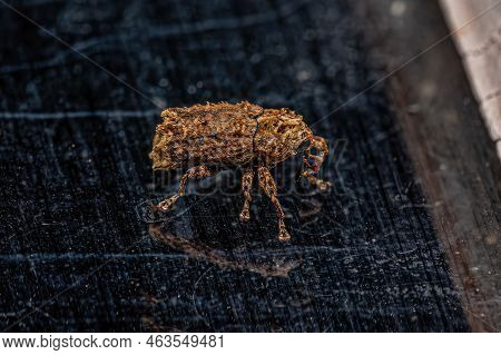 Adult True Weevil Of The Subfamily Cryptorhynchinae