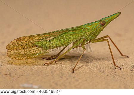 Adult Dictyopharid Planthopper Insect Of The Family Dictyopharidae That Looks Like A Gharial Or Croc