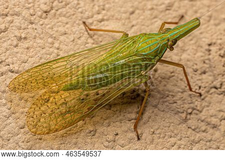 Adult Dictyopharid Planthopper Insect Of The Family Dictyopharidae That Looks Like A Gharial Or Croc