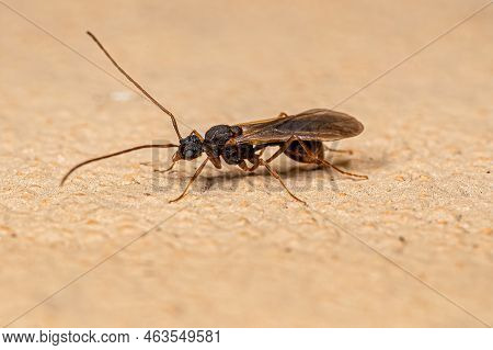Male Adult Myrmicine Ant Of The Subfamily Myrmicinae