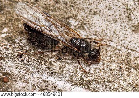 Adult Female Cocktail Ant Of The Genus Crematogaster