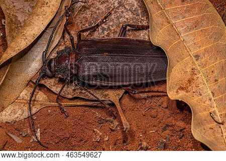 Adult Giant Prionid Beetle Of The Species Ctenoscelis Coeus