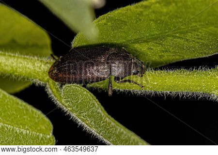 Adult Darkling Beetle Of The Tribe Epitragini