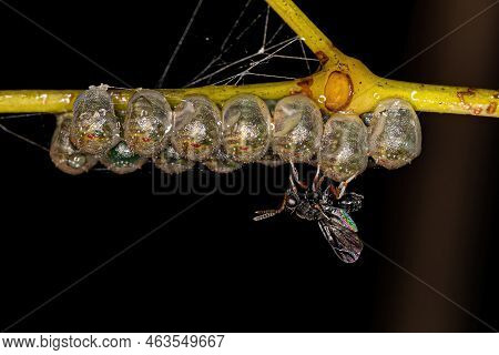 Adult Chalcidoid Wasp Of The Genus Neorileya Parasitizing Stink Bug Eggs
