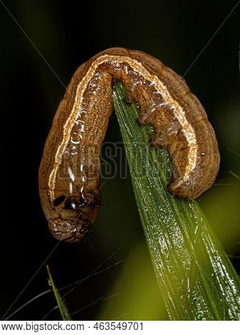 Small Moth Caterpillar Of The Family Noctuidae