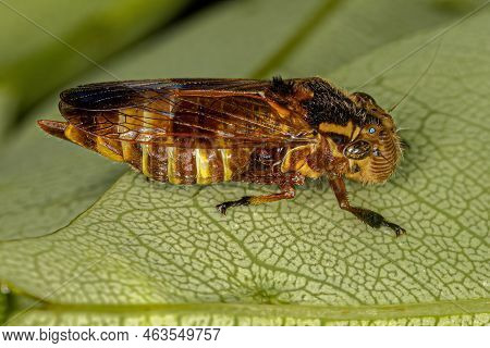 Yellow Small Typical Leafhopper Of The Genus Teletusa Animal Mimicking A Bee