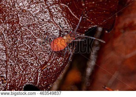 Soapberry Bug Nymph Of The Genus Jadera