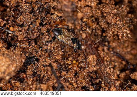 Adult Dirt-colored Seed Bug Of The Family Rhyparochromidae