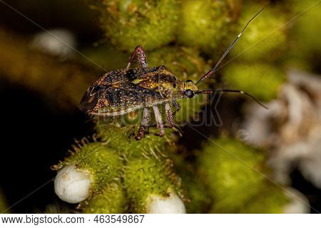 Adult Plant Bug Of The Family Miridae