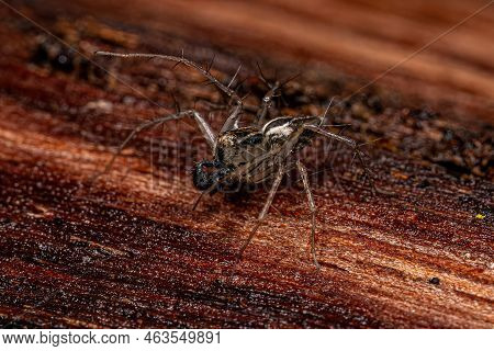 Male Striped Lynx Spider Of The Genus Oxyopes