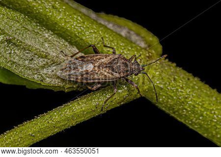 Adult Seed Bug Of The Subfamily Orsillinae
