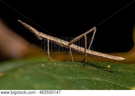 Neotropical Stick Grasshopper Of The Family Proscopiidae