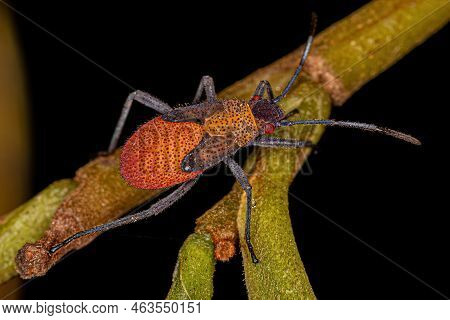 Soapberry Bug Nymph Of The Genus Jadera