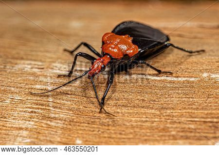 Adult Millipede Assassin Bug Of The Genus Pothea