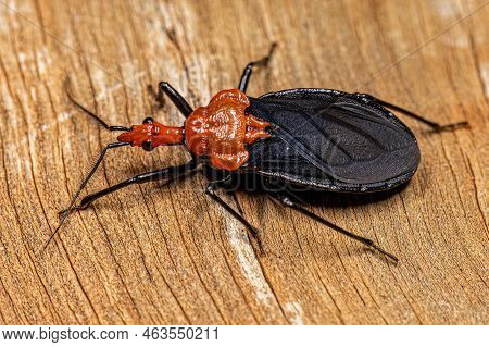 Adult Millipede Assassin Bug Of The Genus Pothea