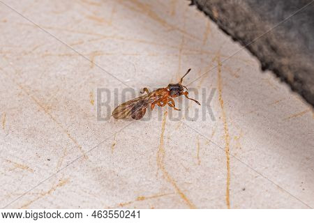 Small Adult Female Fungus-growing Queen Ant Of The Subtribe Attina