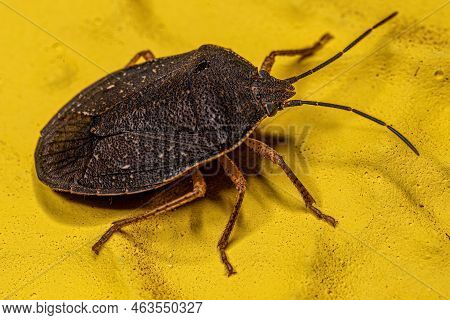 Adult Stink Bug Of The Species Stictochilus Tripunctatus