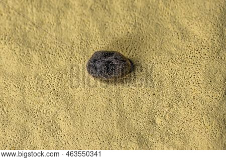 Adult Beetle Insect Of The Family Ptinidae With Pattern That Mimics Azya Lady Beetle