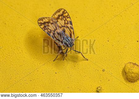 Adult Small Planthopper Of The Family Cixiidae
