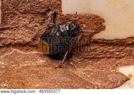 Adult Burrowing Bug Of The Family Cydnidae
