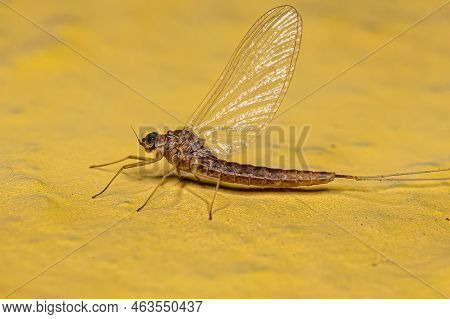 Adult Female Mayfly Of The Order Ephemeroptera