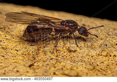Adult Female Cocktail Ant Queen Of The Genus Crematogaster