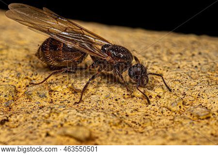 Adult Female Cocktail Ant Queen Of The Genus Crematogaster