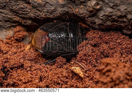 Adult Burrowing Bug Of The Family Cydnidae