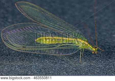 Adult Typical Green Lacewing Of The Genus Leucochrysa
