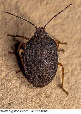 Adult Stink Bug Of The Species Stictochilus Tripunctatus