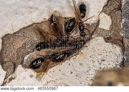 Adult Female Cocktail Ants Of The Genus Crematogaster