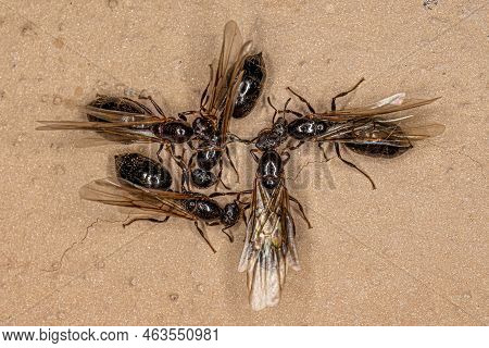 Adult Female Cocktail Ants Of The Genus Crematogaster