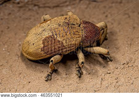 Adult True Weevil Of The Species Rhinochenus Stigma