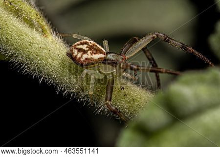 Small Female Crab Spider Of The Family Thomisidae